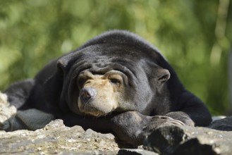 Malayan bear or sun bear (Helarctos malayanus, Ursus malayanus), captive, occurring in Southeast