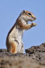 Atlas squirrel or North African bristle squirrel (Atlantoxerus getulus) stands feeding on a rock,