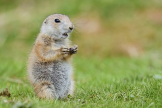 Black-tailed prairie dog (Cynomys ludovicianus), young animal sitting in a meadow, captive,