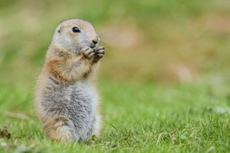 Black-tailed prairie dog (Cynomys ludovicianus), young animal sitting feeding in a meadow, captive,