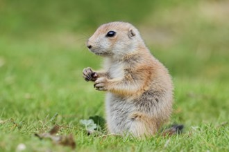 Black-tailed prairie dog (Cynomys ludovicianus), young animal sitting in a meadow, captive,