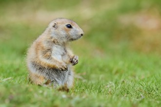 Black-tailed prairie dog (Cynomys ludovicianus), young animal sitting in a meadow, captive,