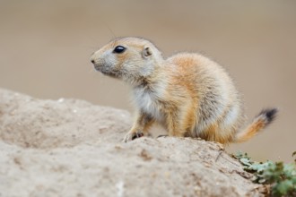 Black-tailed prairie dog (Cynomys ludovicianus), young animal at the den, captive, occurrence in