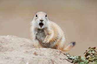 Black-tailed prairie dog (Cynomys ludovicianus), calling young at the den, captive, occurrence in