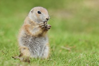 Black-tailed prairie dog (Cynomys ludovicianus), young animal sitting feeding in a meadow, captive,