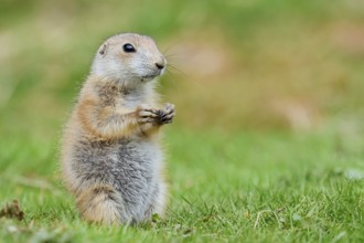 Black-tailed prairie dog (Cynomys ludovicianus), young animal sitting in a meadow, captive,