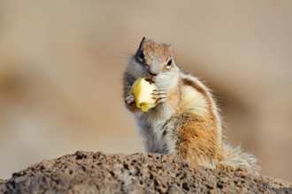 Atlas squirrel or North African bristle squirrel (Atlantoxerus getulus) sits feeding on a rock,