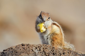 Atlas squirrel or North African bristle squirrel (Atlantoxerus getulus) sits feeding on a rock,