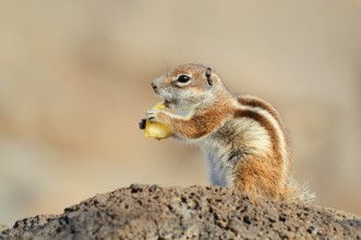 Atlas squirrel or North African bristle squirrel (Atlantoxerus getulus) sits feeding on a rock,