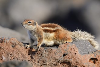 Atlas squirrel or North African bristle squirrel (Atlantoxerus getulus), Fuerteventura, Canary