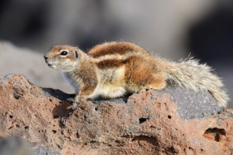 Atlas squirrel or North African bristle squirrel (Atlantoxerus getulus), Fuerteventura, Canary