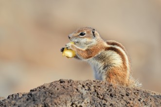 Atlas squirrel or North African bristle squirrel (Atlantoxerus getulus) sits feeding on a rock,