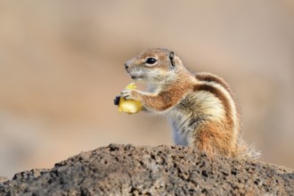 Atlas squirrel or North African bristle squirrel (Atlantoxerus getulus) sits feeding on a rock,