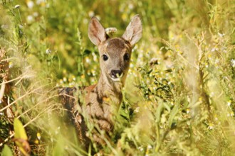 European roe deer (Capreolus capreolus), fawn, North Rhine-Westphalia, Germany