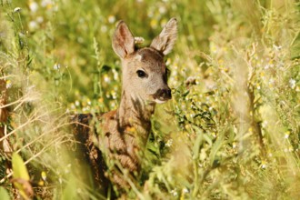 European roe deer (Capreolus capreolus), fawn, North Rhine-Westphalia, Germany