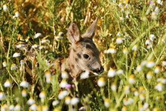 European roe deer (Capreolus capreolus), fawn, North Rhine-Westphalia, Germany