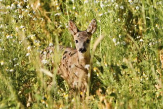 European roe deer (Capreolus capreolus), fawn, North Rhine-Westphalia, Germany