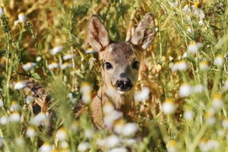 European roe deer (Capreolus capreolus), fawn, North Rhine-Westphalia, Germany