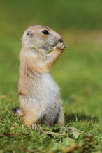 Black-tailed prairie dog (Cynomys ludovicianus), young animal sitting feeding in a meadow, captive,