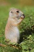 Black-tailed prairie dog (Cynomys ludovicianus), young animal sitting feeding in a meadow, captive,