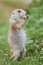 Black-tailed prairie dog (Cynomys ludovicianus), young animal stands feeding in a meadow, captive,
