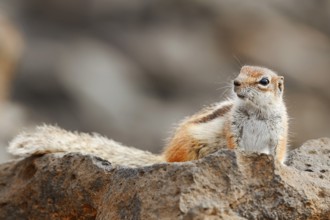 Atlas squirrel or North African bristle squirrel (Atlantoxerus getulus), Fuerteventura, Canary