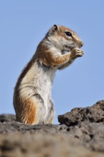 Atlas squirrel or North African bristle squirrel (Atlantoxerus getulus) stands feeding on a rock,