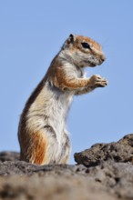 Atlas squirrel or North African bristle squirrel (Atlantoxerus getulus) stands feeding on a rock,