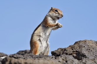 Atlas squirrel or North African bristle squirrel (Atlantoxerus getulus) stands feeding on a rock,