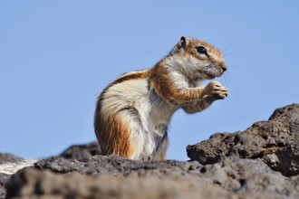 Atlas squirrel or North African bristle squirrel (Atlantoxerus getulus) sits feeding on a rock,