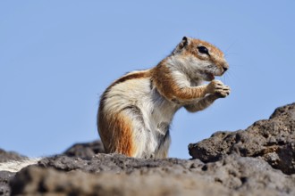 Atlas squirrel or North African bristle squirrel (Atlantoxerus getulus) sits feeding on a rock,