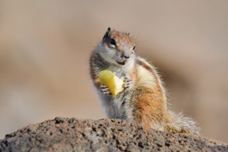 Atlas squirrel or North African bristle squirrel (Atlantoxerus getulus) sits feeding on a rock,