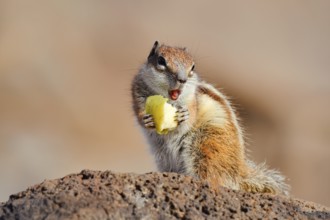 Atlas squirrel or North African bristle squirrel (Atlantoxerus getulus) sits feeding on a rock,