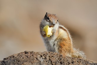 Atlas squirrel or North African bristle squirrel (Atlantoxerus getulus) sits feeding on a rock,