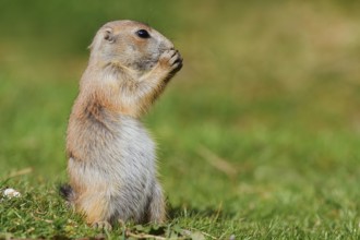 Black-tailed prairie dog (Cynomys ludovicianus), young animal sitting feeding in a meadow, captive,