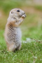 Black-tailed prairie dog (Cynomys ludovicianus), young animal stands feeding in a meadow, captive,