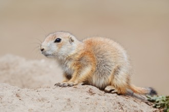 Black-tailed prairie dog (Cynomys ludovicianus), young animal at the den, captive, occurrence in