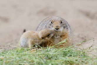 Black-tailed prairie dog (Cynomys ludovicianus) with young, captive, occurring in North America