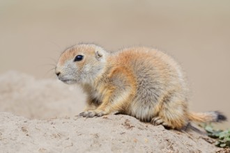Black-tailed prairie dog (Cynomys ludovicianus), young animal at the den, captive, occurrence in