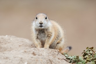 Black-tailed prairie dog (Cynomys ludovicianus), young animal at the den, captive, occurrence in