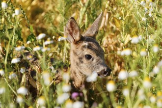 European roe deer (Capreolus capreolus), fawn, North Rhine-Westphalia, Germany