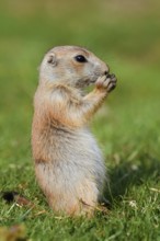 Black-tailed prairie dog (Cynomys ludovicianus), young animal sitting feeding in a meadow, captive,