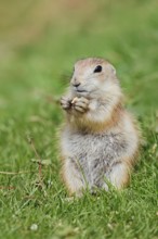 Black-tailed prairie dog (Cynomys ludovicianus), young animal sitting feeding in a meadow, captive,