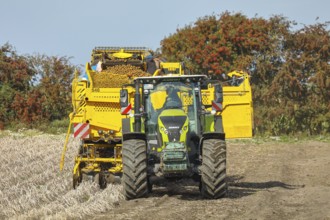 Agricultural harvesting of potatoes with ROPA Keiler 2 potato harvester in front of Claas Axion 830