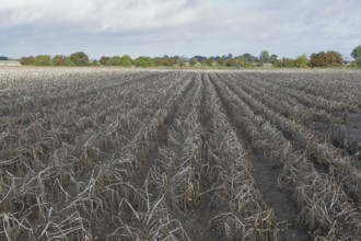 Potato field, potato harvest, potato, field, agriculture, farmer, farm, field, Baltic Sea island