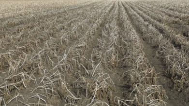 Potato field, potato harvest, potato, field, agriculture, farmer, farm, field, Baltic Sea island