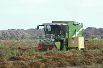 Sugar beet seed harvester, breeding, seed, field, plant breeding, Baltic Sea island Fehmarn, East