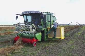 Sugar beet seed harvester, breeding, seed, field, plant breeding, Baltic Sea island Fehmarn, East