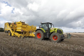 Agricultural harvesting of potatoes with ROPA Keiler 2 potato harvester in front of Claas Axion 830