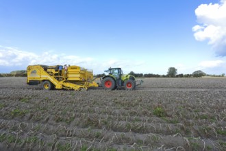 Agricultural harvesting of potatoes with ROPA Keiler 2 potato harvester in front of Claas Axion 830